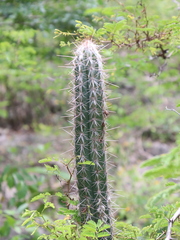 Pilosocereus gaumeri
