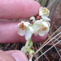 Pyrola angustifolia