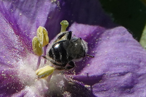 Calliopsis callops