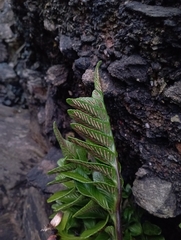 Asplenium obtusatum sphenoides