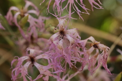 Microbotryum superbum