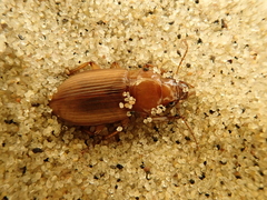 Harpalus flavescens