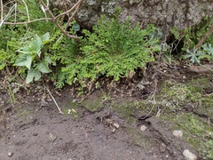 Selaginella pallescens