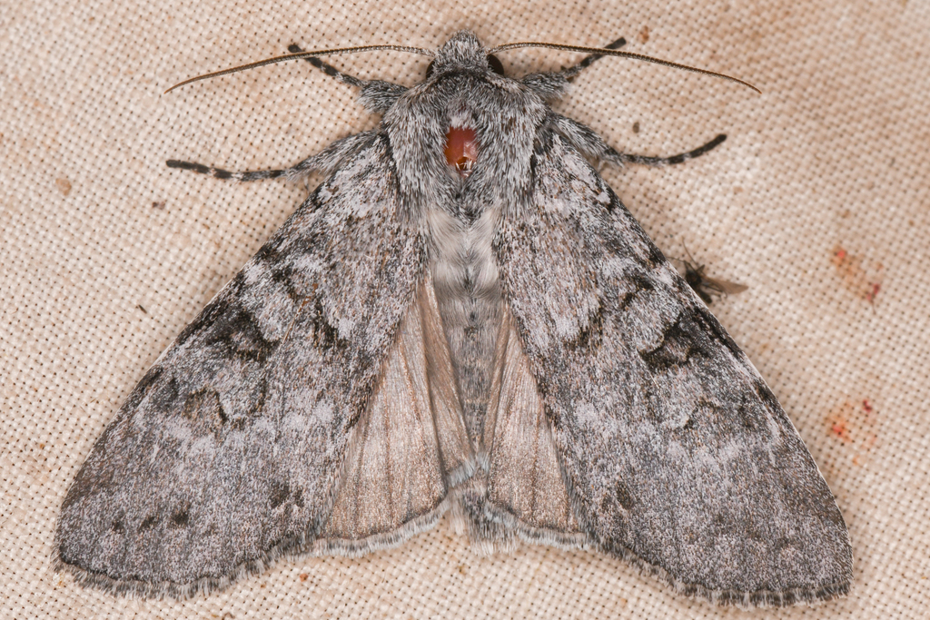 Piney Moth