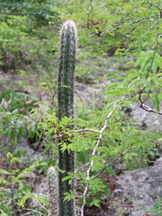 Pilosocereus gaumeri