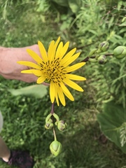 Silphium laciniatum