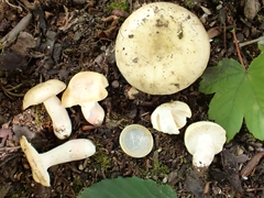 Russula violeipes