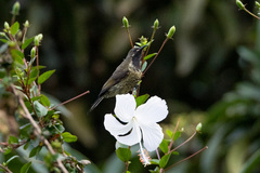 Chalcomitra senegalensis
