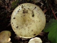 Russula violeipes