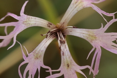 Microbotryum superbum