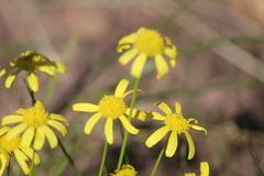 Euryops laxus