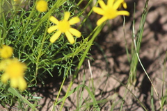 Euryops laxus
