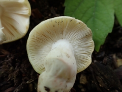 Russula violeipes