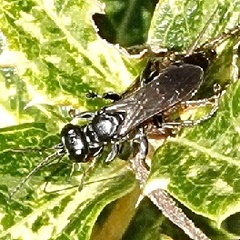 Lyroda subita