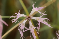 Microbotryum superbum