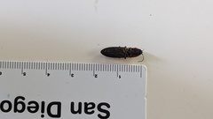 Acteniceromorphus volitans