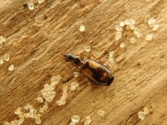 Calodromius spilotus