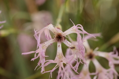 Microbotryum superbum