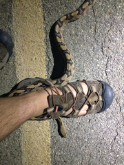 Bogertophis subocularis