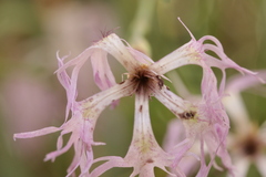 Microbotryum superbum