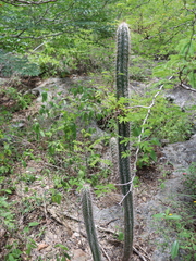 Pilosocereus gaumeri