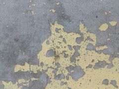 Thomisidae