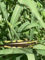 Schistocerca obscura