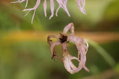 Microbotryum superbum