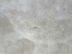Thomisidae