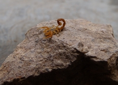 Centruroides sculpturatus