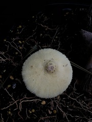 Leucocoprinus tricolor