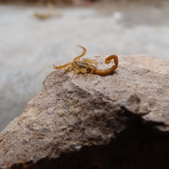 Centruroides sculpturatus