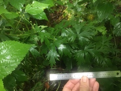 Aconitum noveboracense