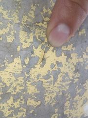Thomisidae