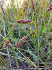 Carex magellanica
