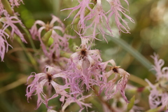 Microbotryum superbum