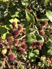 Rubus ulmifolius
