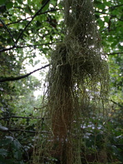 Usnea articulata