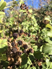 Rubus ulmifolius