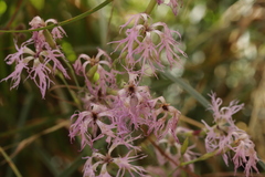 Microbotryum superbum