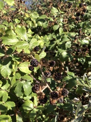Rubus ulmifolius