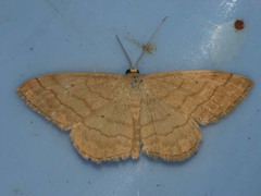 Idaea rufaria