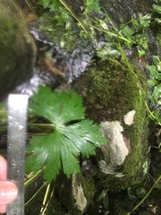 Aconitum noveboracense