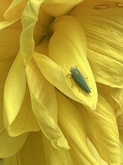 Graphocephala atropunctata