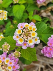 Lantana camara