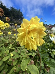 Graphocephala atropunctata