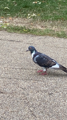 Columba livia domestica