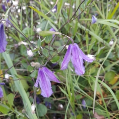 Clematis viticella
