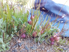 Heliophila variabilis