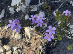 Chaenostoma subspicatum